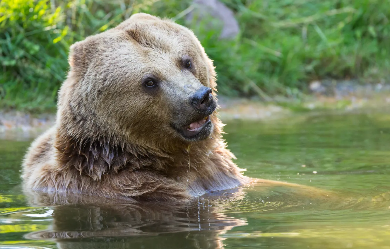 Фото обои морда, вода, медведь, купание, топтыгин