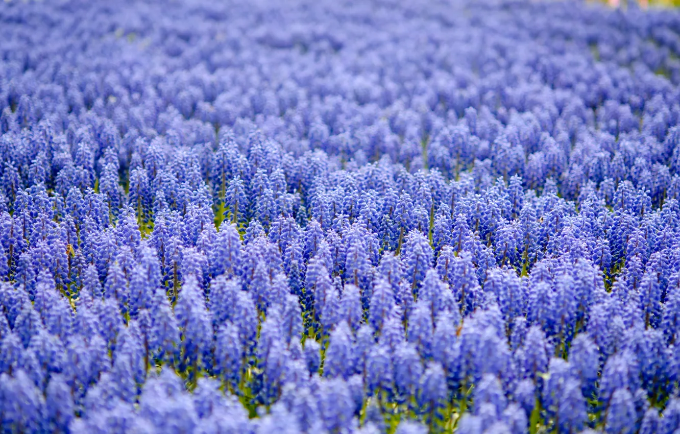 Фото обои поле, размытость, синие, много, Мускари