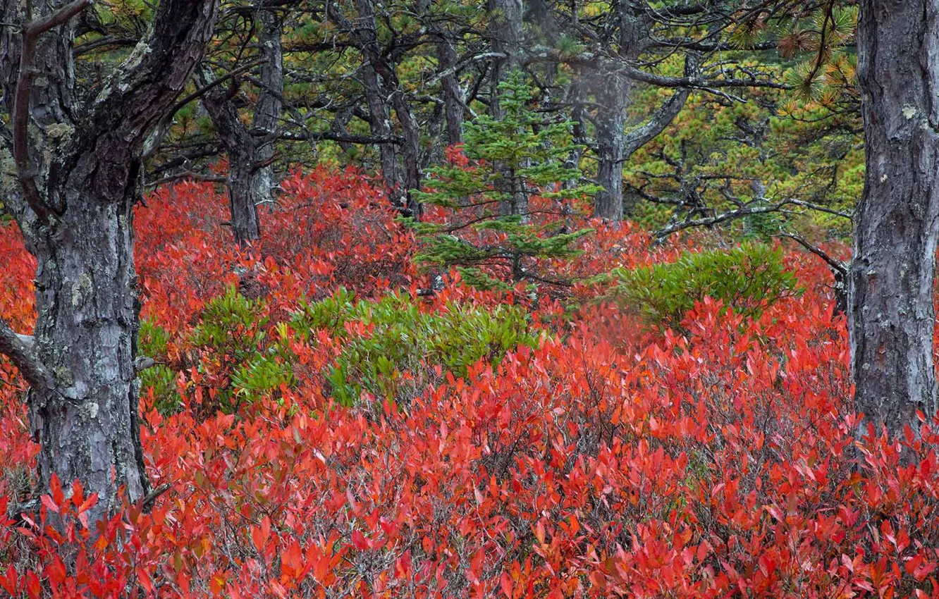 Фото обои США, Национальный парк Акадия, штат Мэн, голубика высокорослая