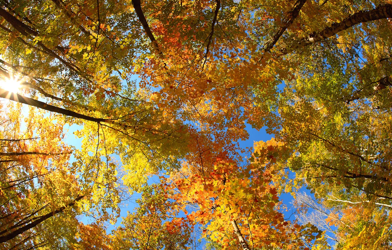 Фото обои солнце, деревья, листва, Осень, крона