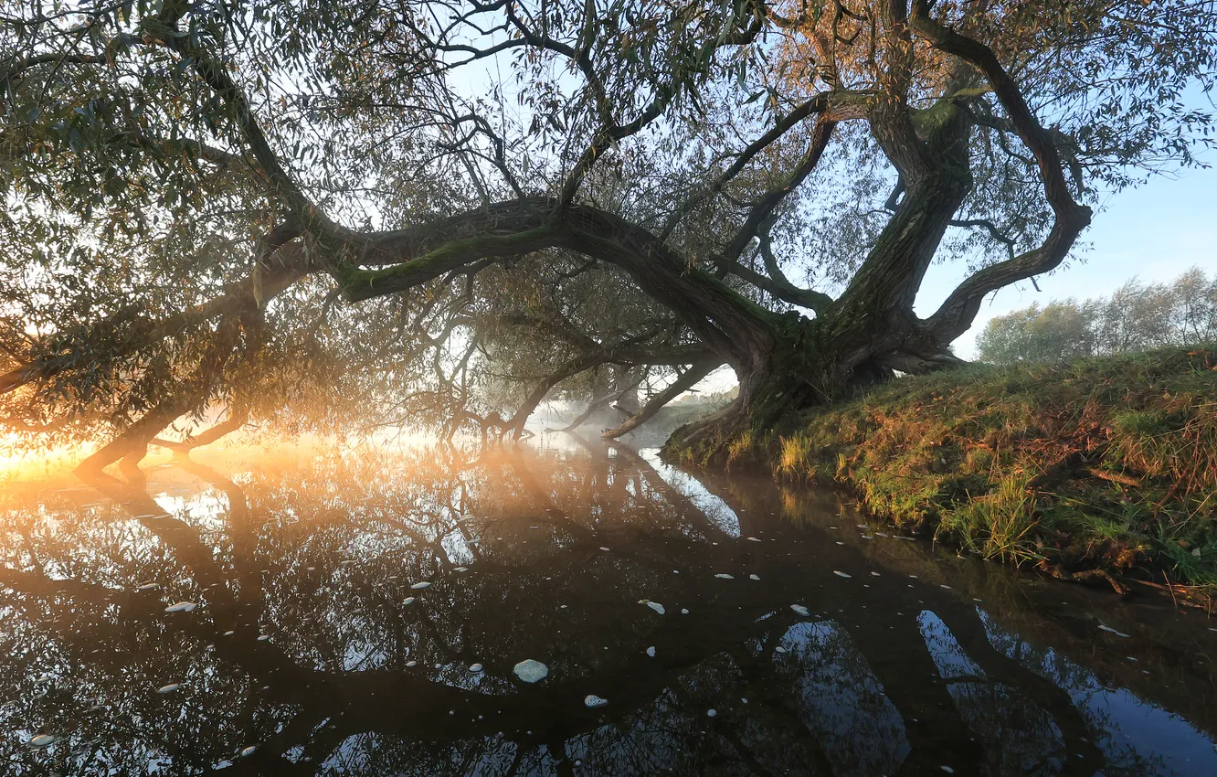 Фото обои природа, туман, река, дерево, утро