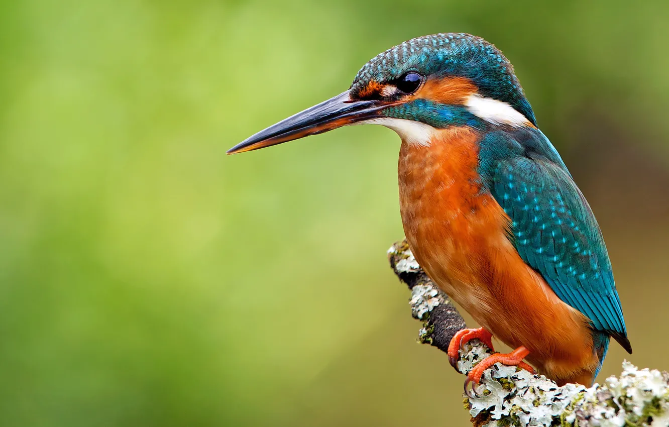 Фото обои птица, ветка, kingfisher, alcedo atthis, обыкновенный зимородок