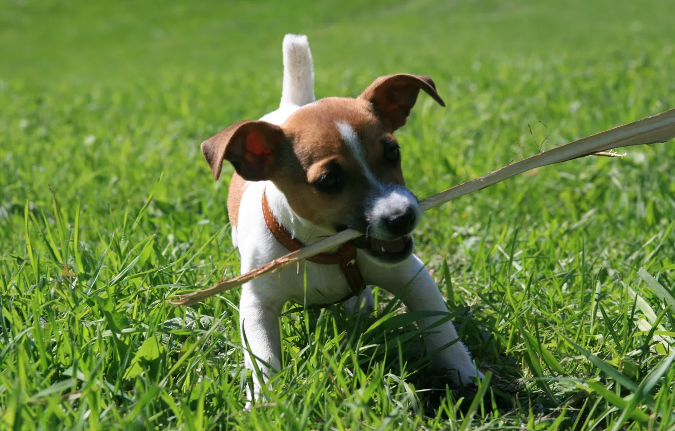 Фото обои трава, ситуации, животное, собака, прогулка, держит палку, джек рассел щенок