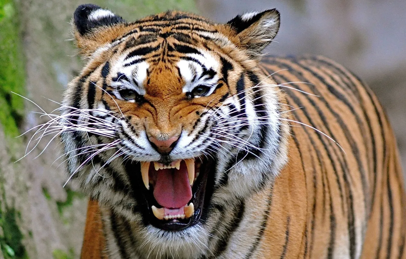 Фото обои тигр, хищник, оскал, рык