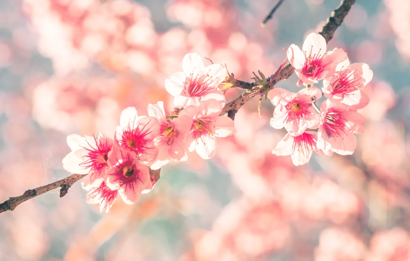 Фото обои небо, ветки, весна, сакура, цветение, pink, blossom, sakura