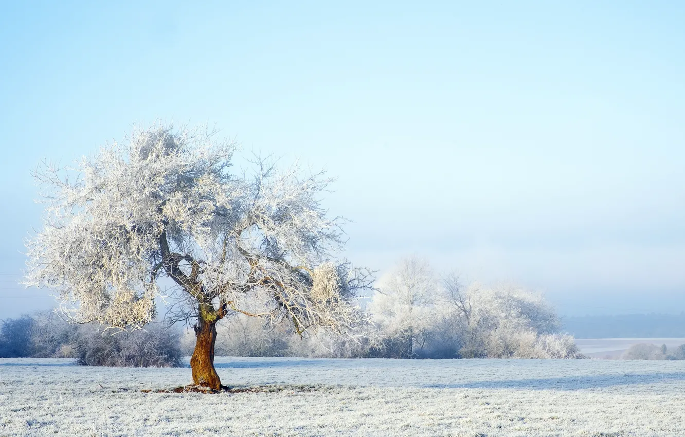 Фото обои зима, снег, пейзаж, дерево, forest, landscape, winter, snow