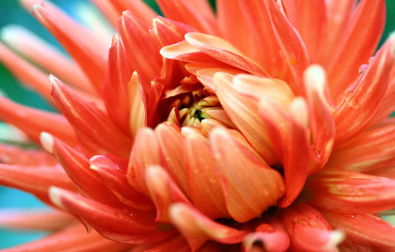 Фото обои цветок, оранжевый, фотография, лепестки, оранжевая страсть