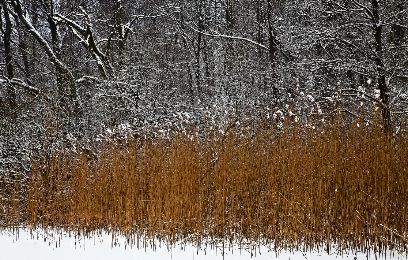 Фото обои зима, лес, снег, деревья, растение