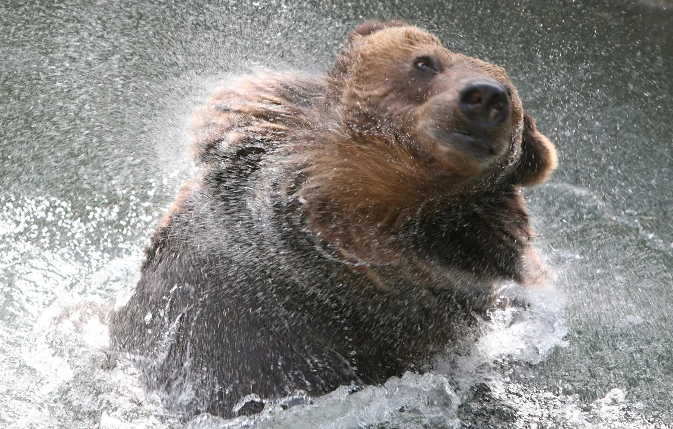 Фото обои вода, брызги, медведь
