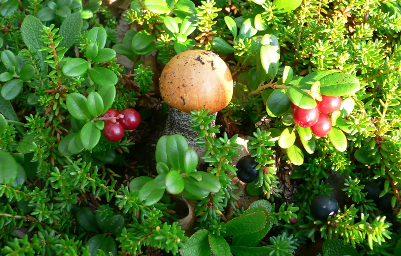 Фото обои лес, ягоды, Гриб, подосинновик