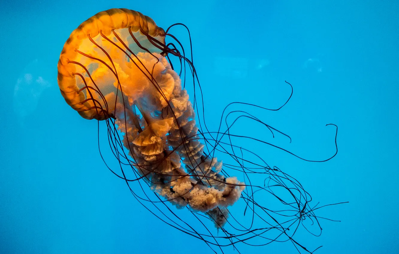 Фото обои yellow, blue, jellyfish, aquarium