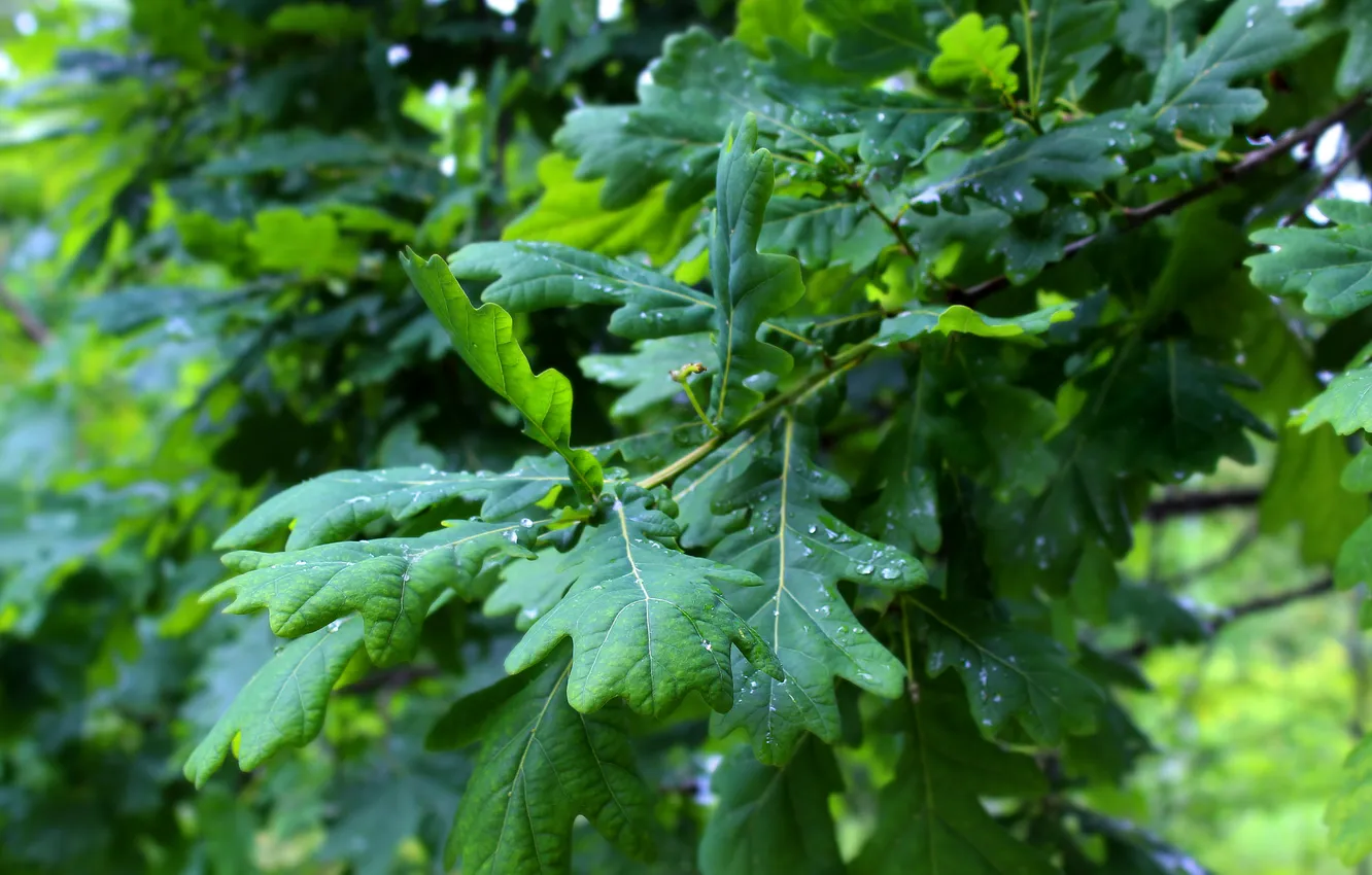 Фото обои green, leaf, twig