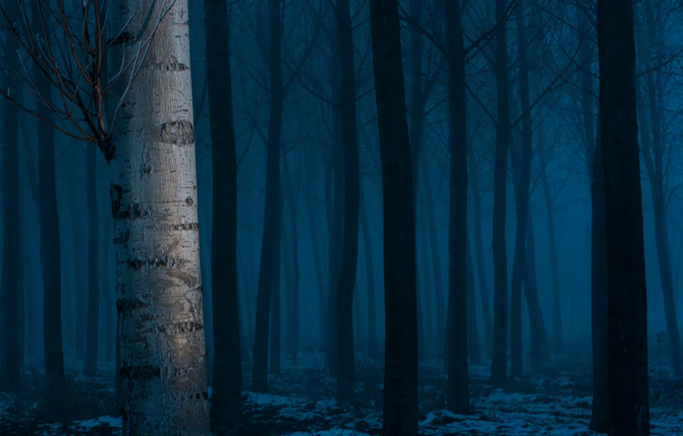 Фото обои лес, снег, деревья
