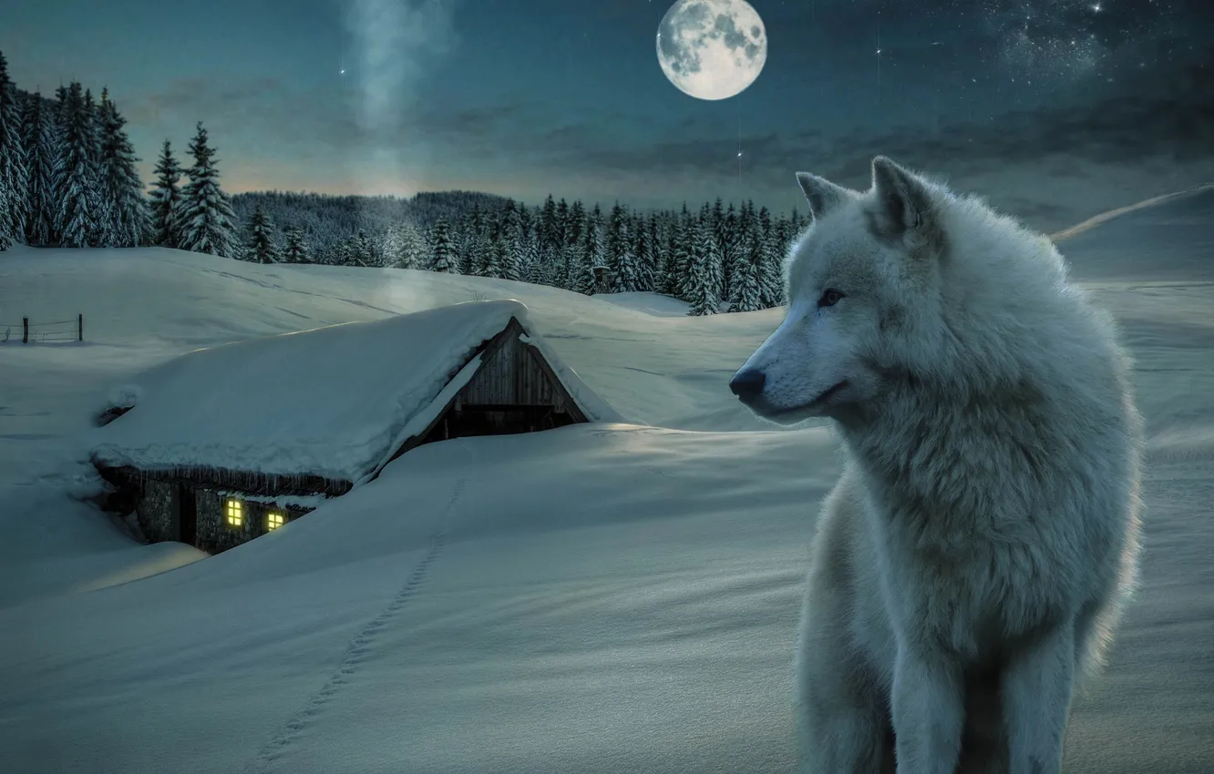 Фото обои nature, snow, predator, face, animal, wolf, wildlife, portrait