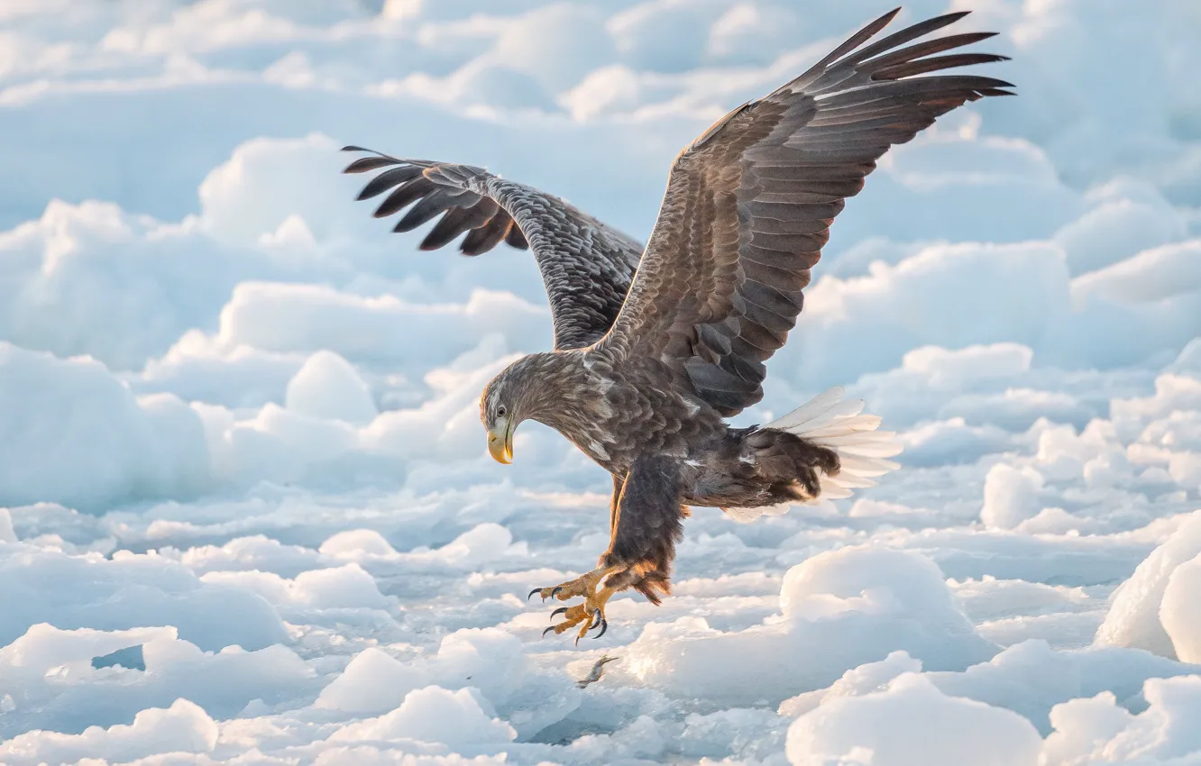 Фото обои зима, птица, крылья, лёд, ястреб, Орлан-белохвост