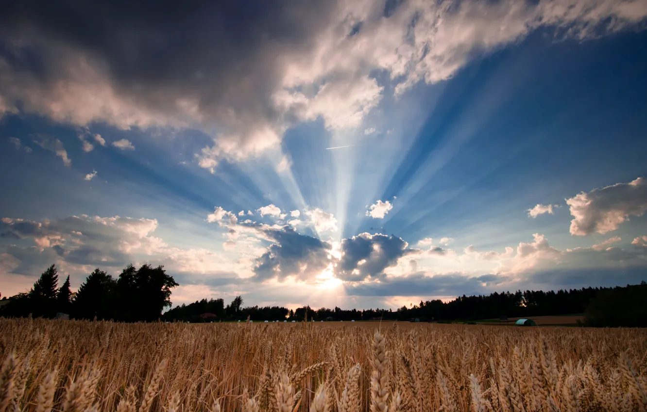 Фото обои пшеница, поле, небо, листья, солнце, облака, деревья, природа
