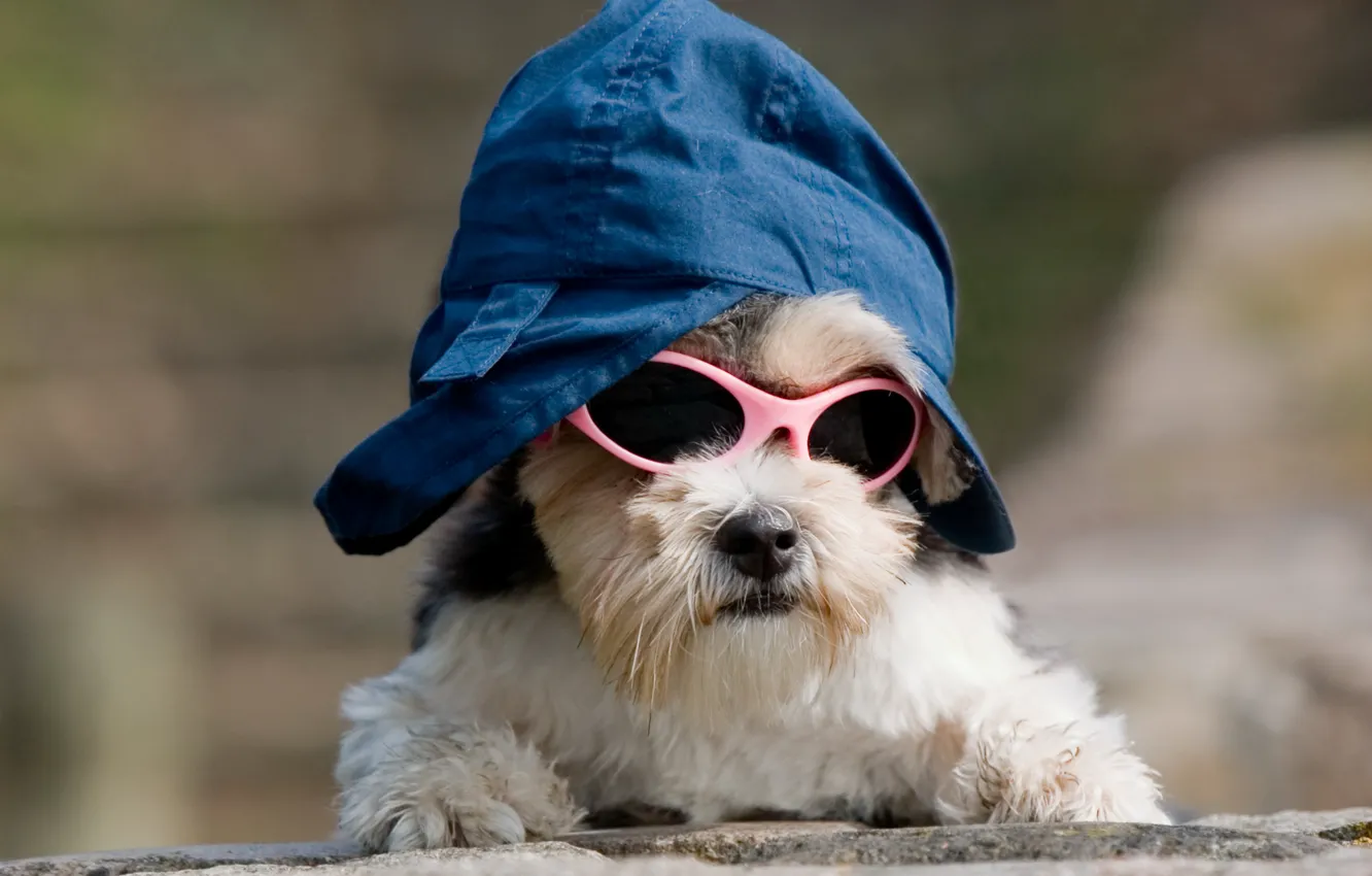 Фото обои собака, образ, кепка, собачка, песик, крутой, темные очки, прикид