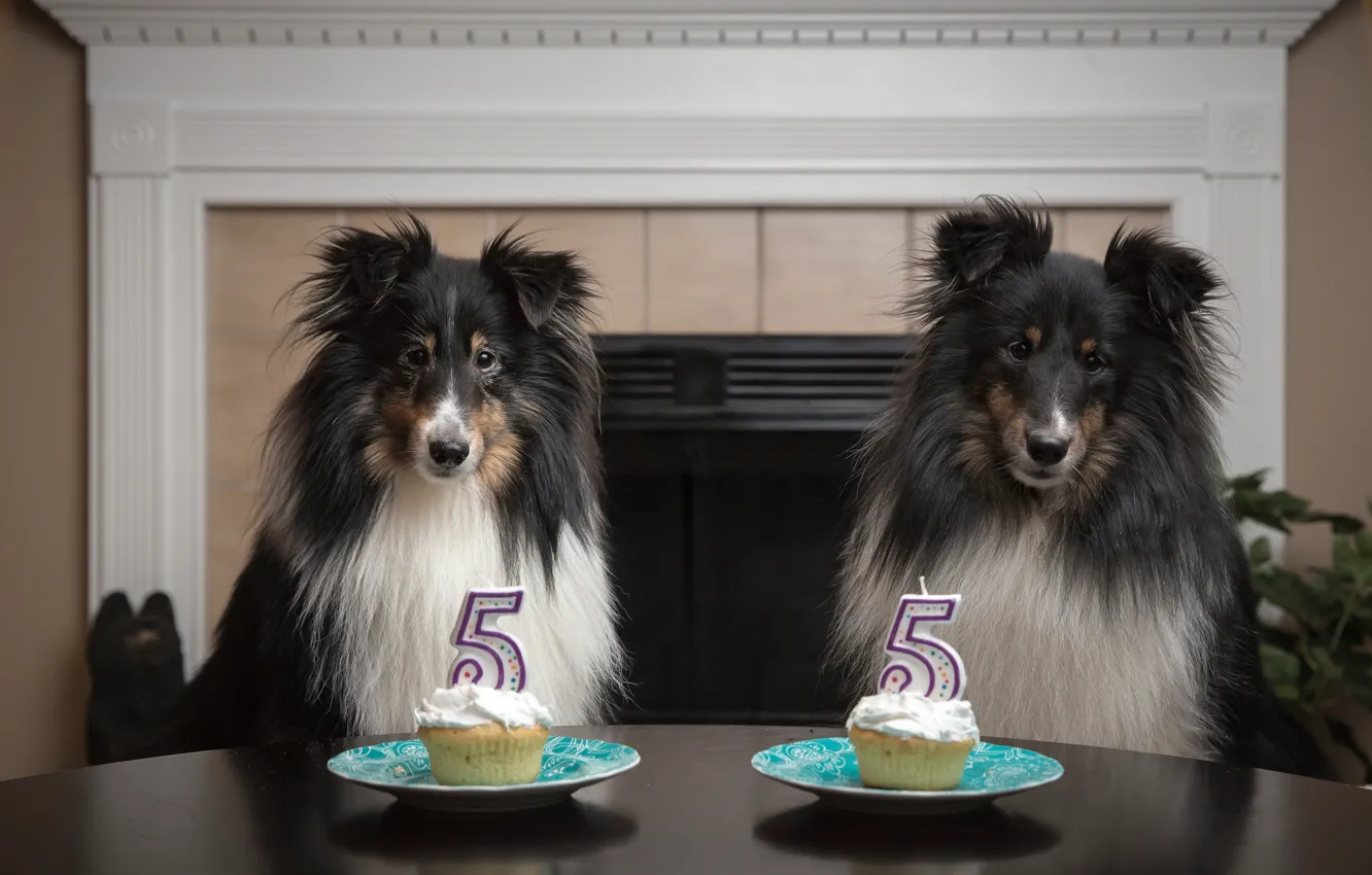 Фото обои собаки, день рождения, праздник