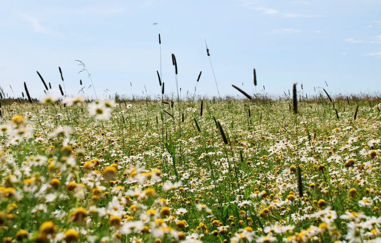 Фото обои поле, лето, трава, цветы, рамашки