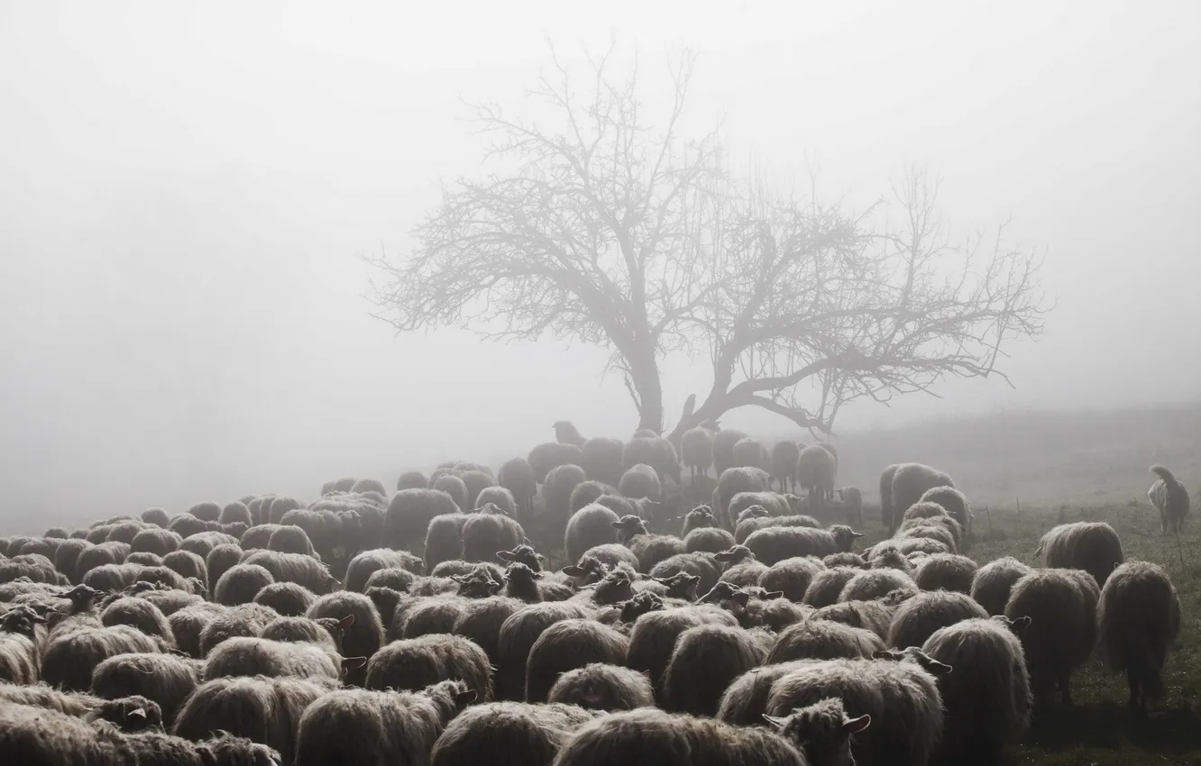 Фото обои туман, овцы, утро