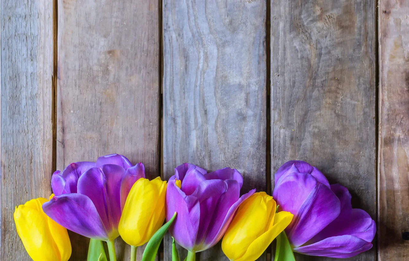 Фото обои цветы, желтые, фиолетовые, тюльпаны, fresh, yellow, wood, flowers