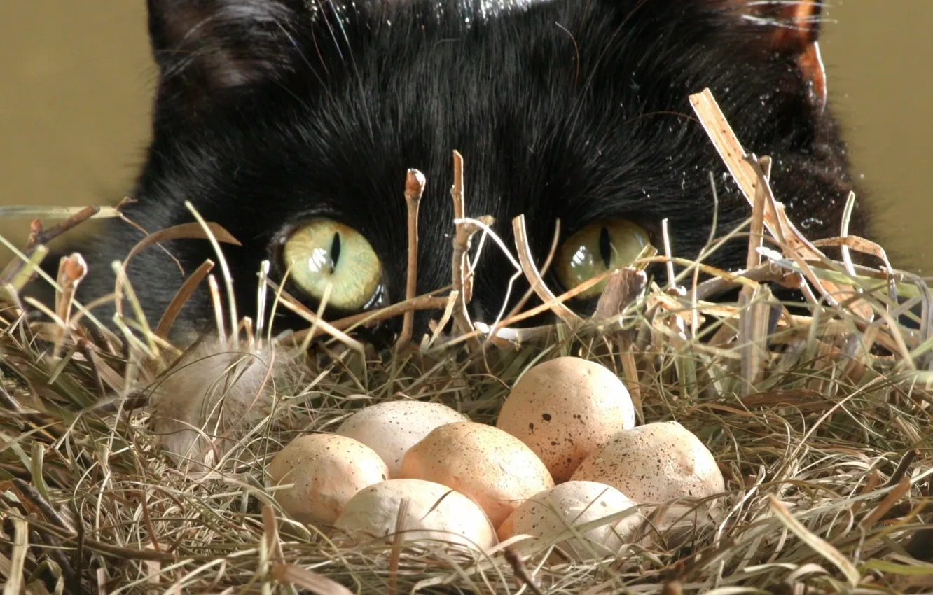 Фото обои яйца, Кошак, гнездо