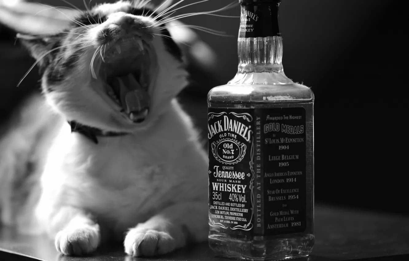 Фото обои кошка, кот, бутылка, черно-белая, виски, шумел камыш!, Jack Daniel's