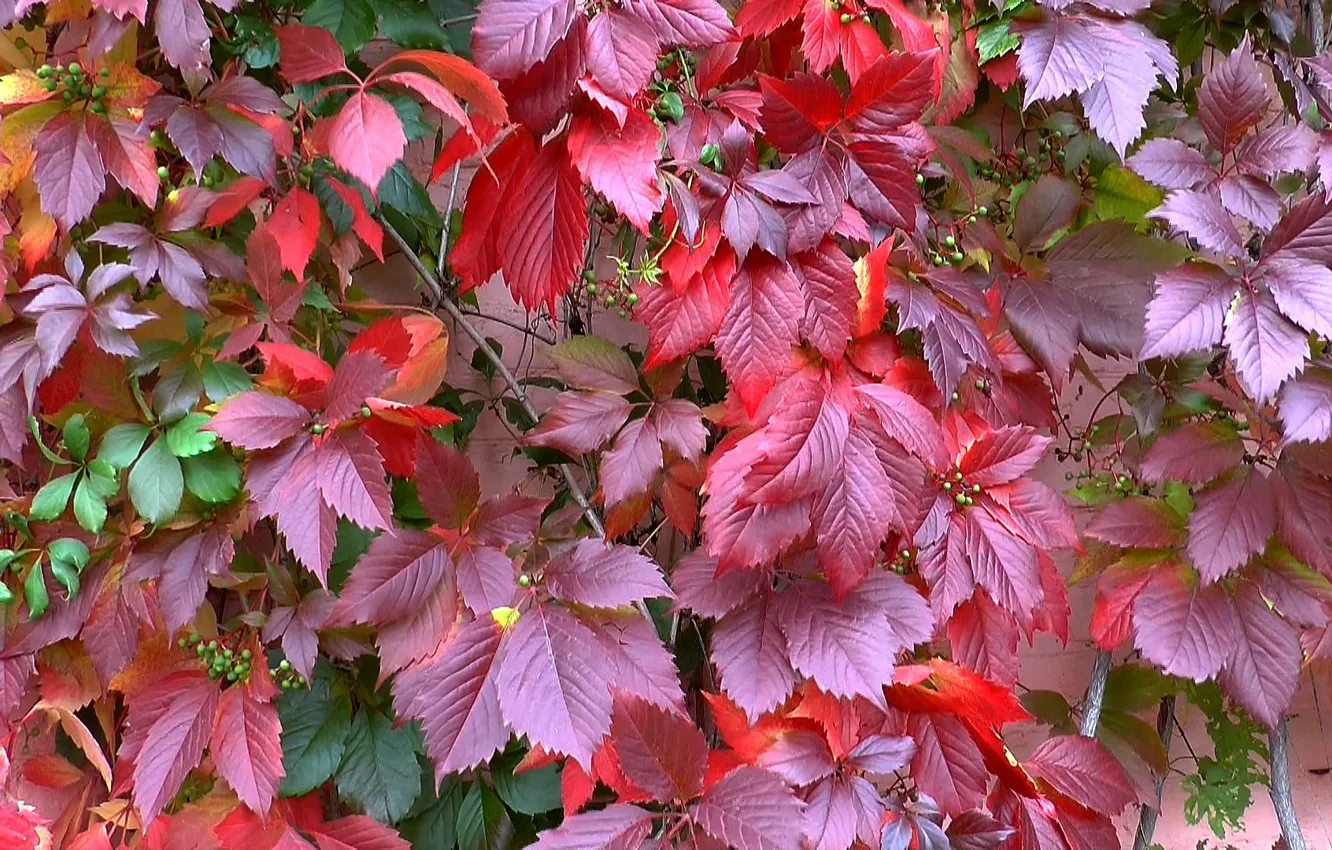 Фото обои осень, красота, Листья