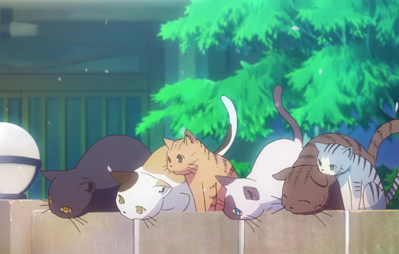 Фото обои кошки, дерево, улица, забор, любопытство, сидят, Sakurasou no Pet na Kanojo