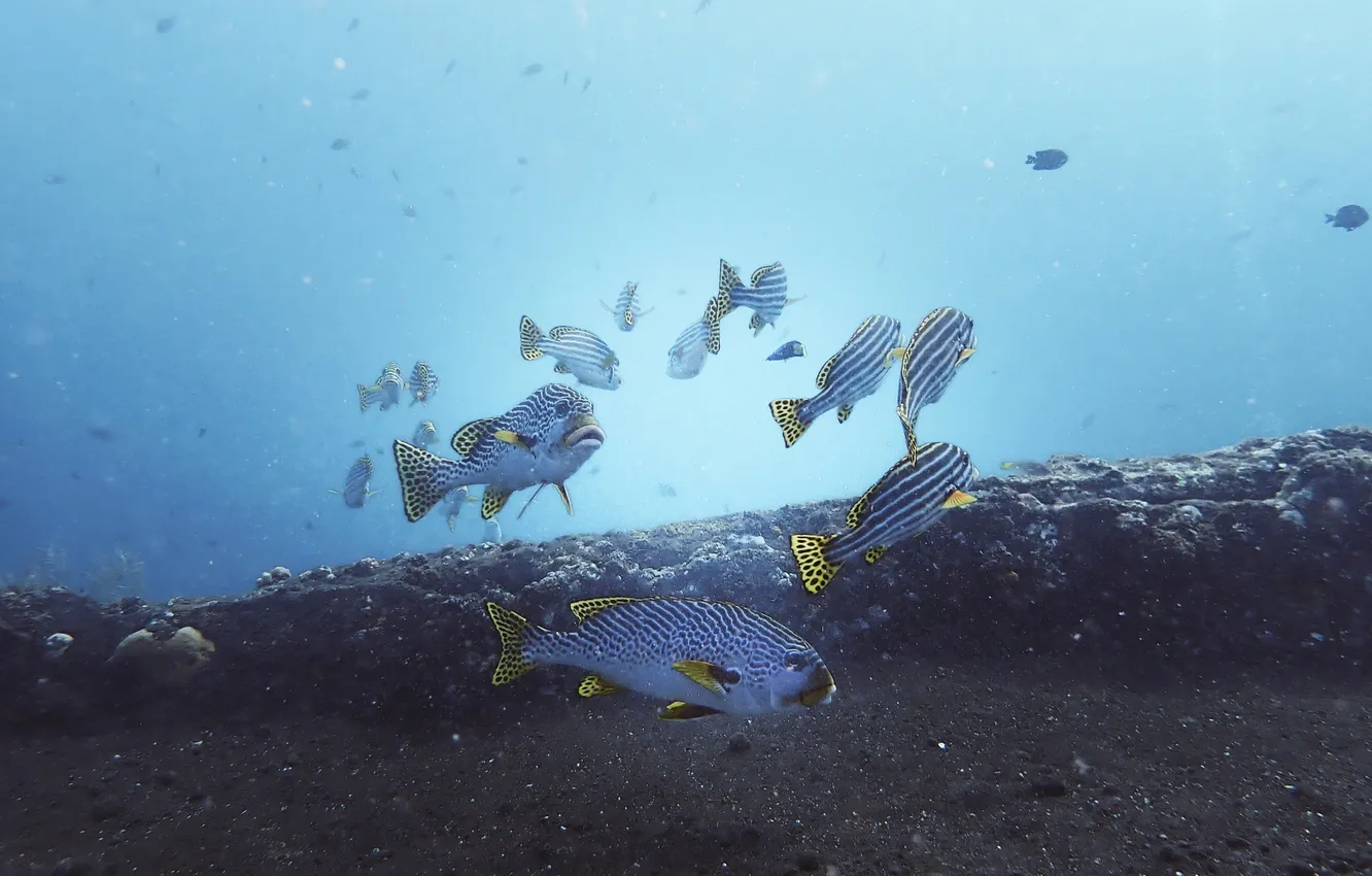 Фото обои colors, sea, fish