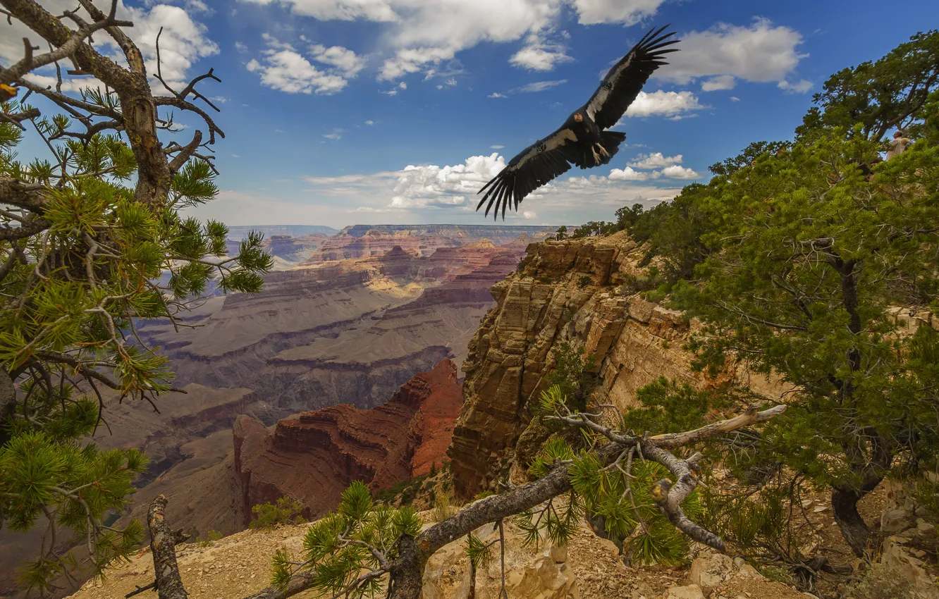 Фото обои деревья, пейзаж, природа, птица, США, Гранд-Каньон, национальный парк, Grand Canyon