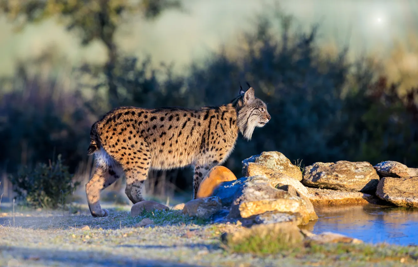 Фото обои взгляд, морда, природа, поза, рысь