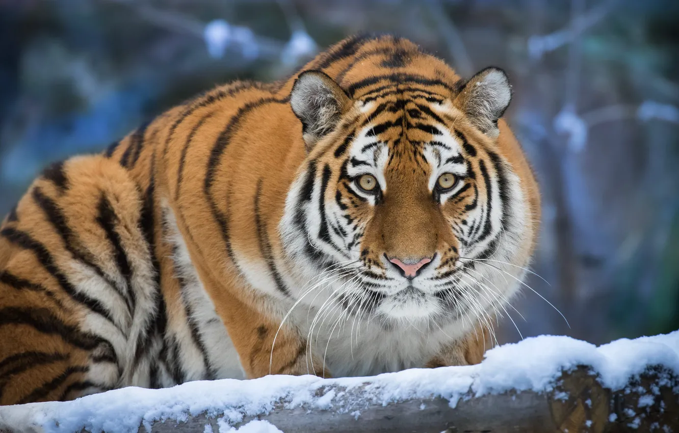 Фото обои зима, взгляд, морда, снег, природа, тигр, портрет, бревно