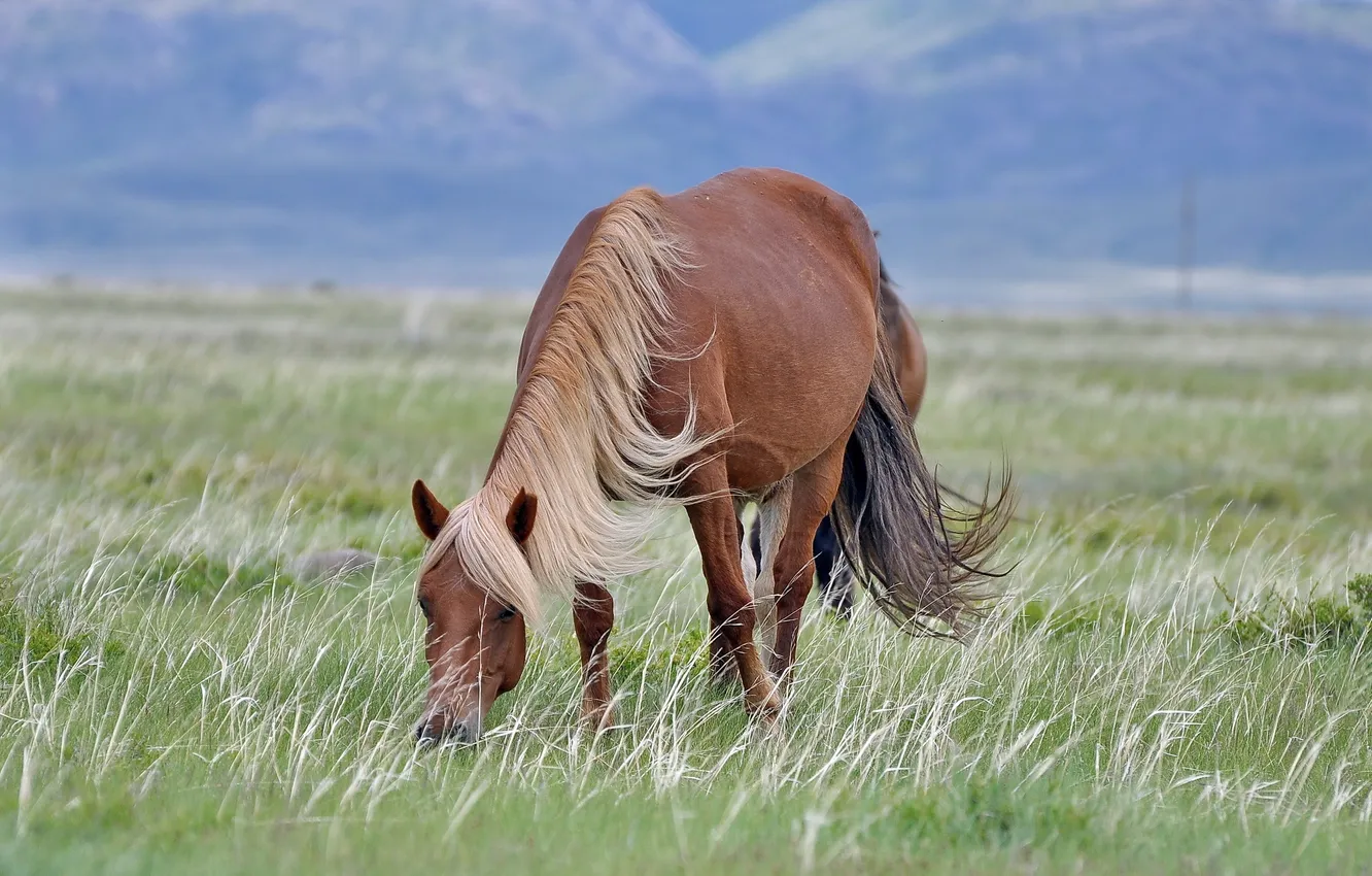 Фото обои поле, природа, конь