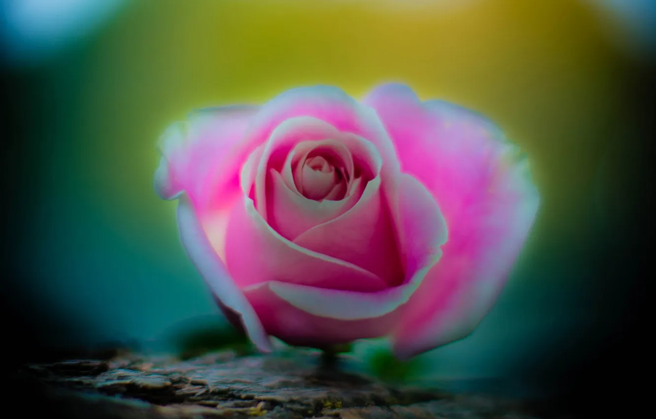 Фото обои краски, роза, лепестки, бутон