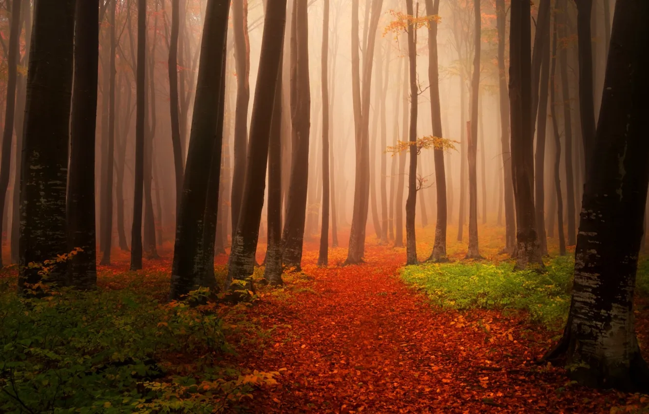 Фото обои осень, лес, деревья, фото