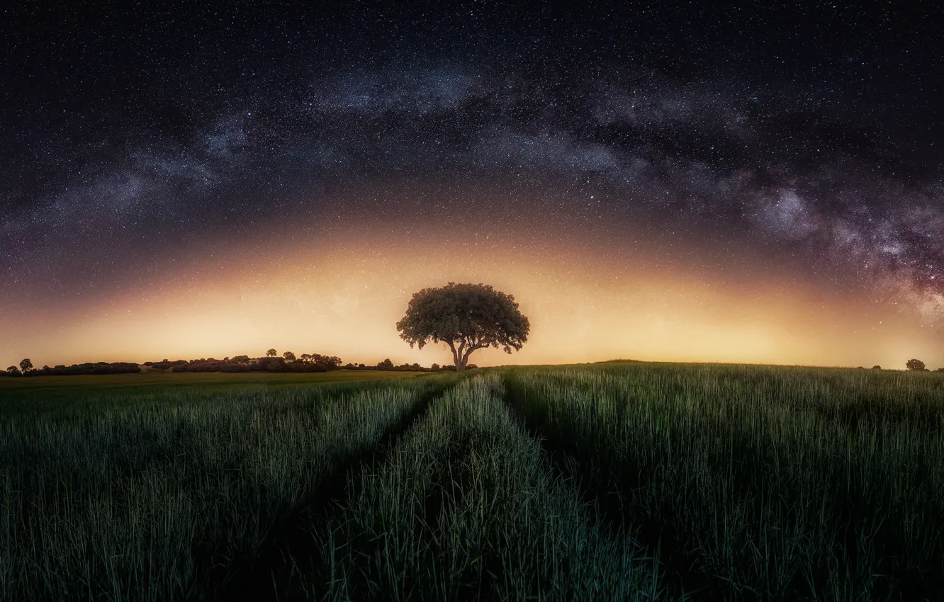 Фото обои поле, небо, звезды, ночь, дерево, млечный путь