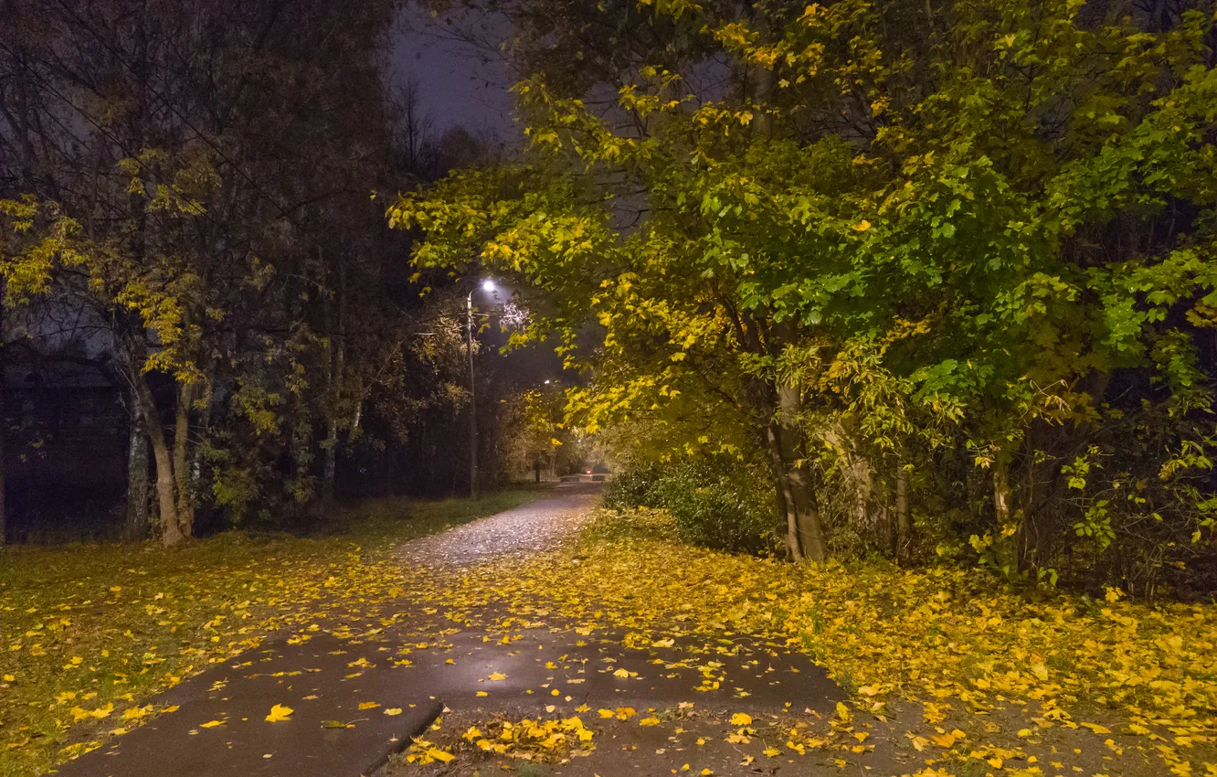 Фото обои осень, листья, деревья, ночь, октябрь, фонари, Москва, Россия
