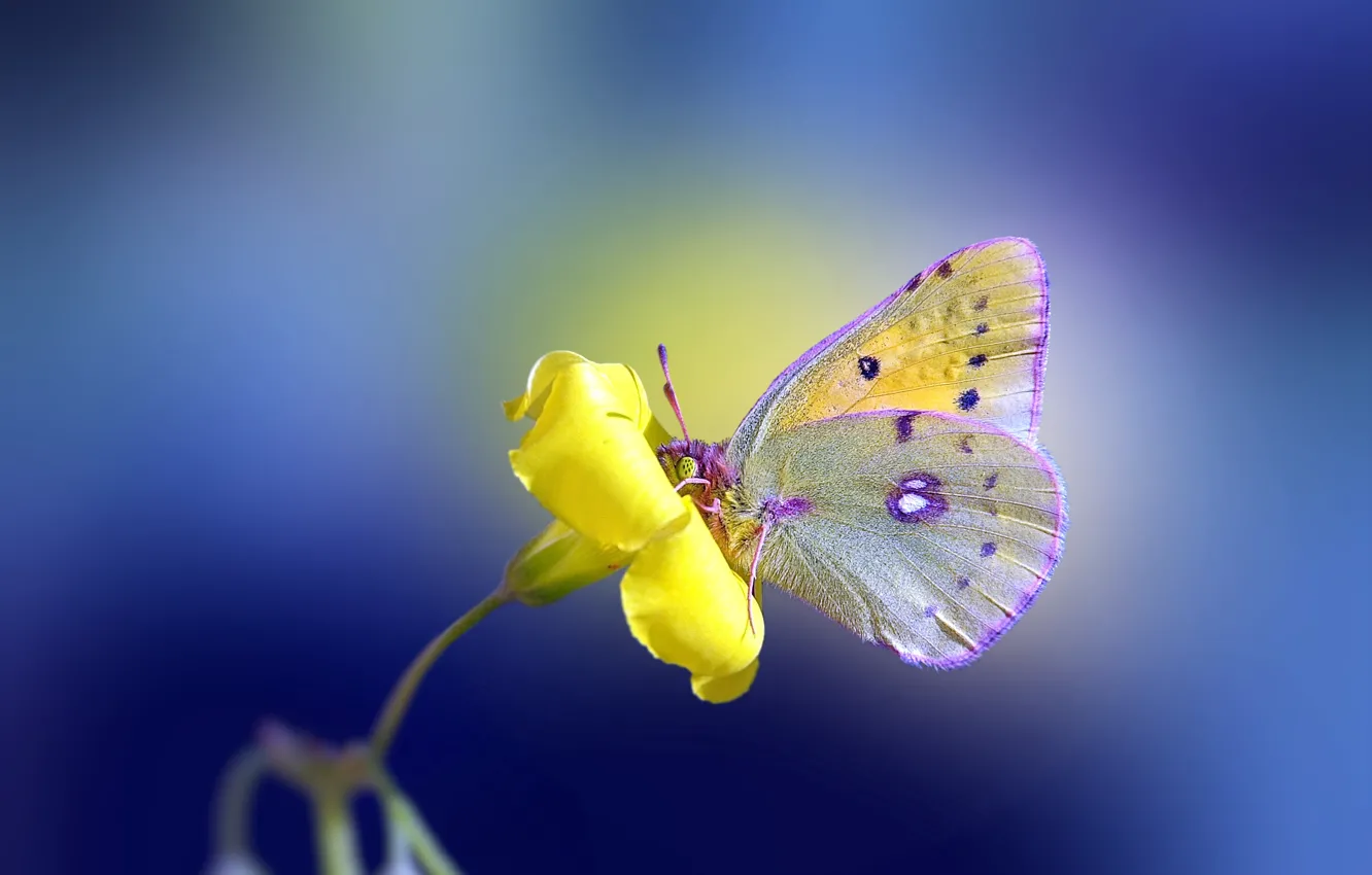 Фото обои цветок, желтый, фон, бабочка