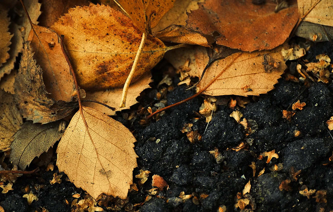 Фото обои осень, асфальт, листья
