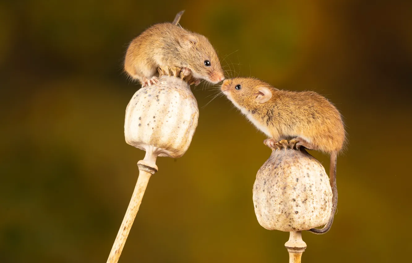 Фото обои маки, грызун, mouse, rodent, мышь-малютка, сухие стебли, Nick Fewings, Micromys minutus