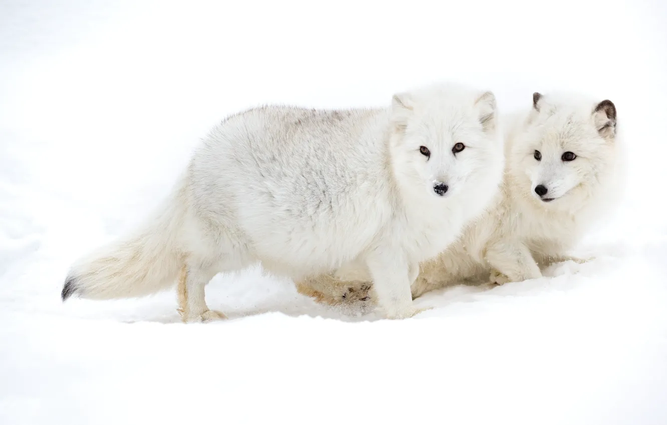 Фото обои снег, пара, песец, арктическая лисица