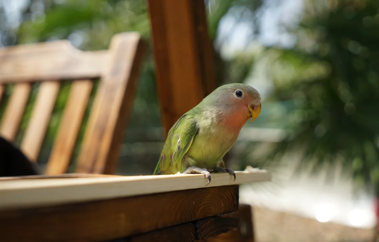 Фото обои взгляд, природа, зеленый, стол, птица, мебель, стул, попугай