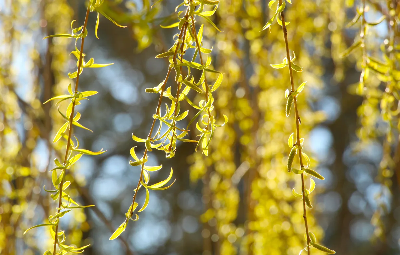 Фото обои tree, spring, leaf, twig