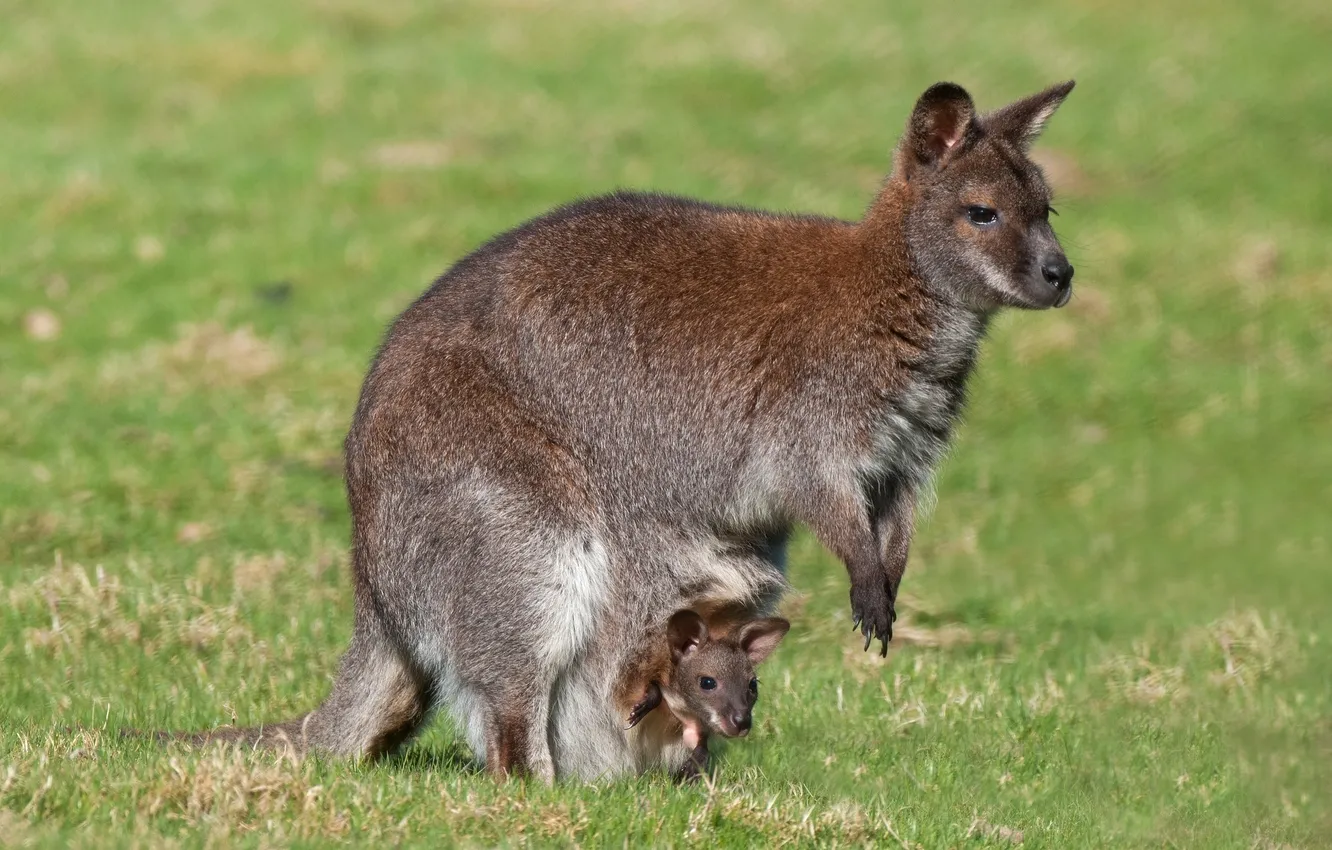 Фото обои кенгуру, детёныш, материнство
