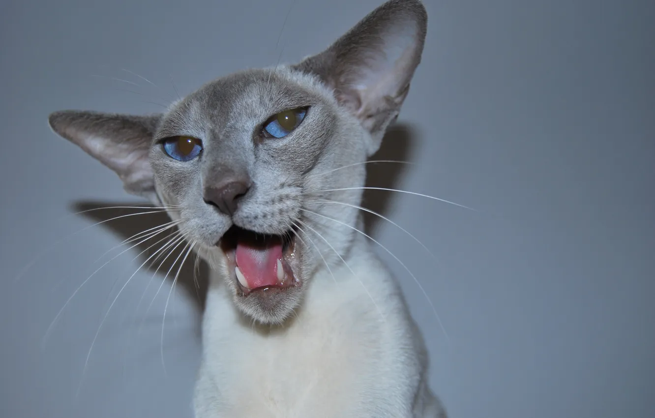 Фото обои кошка, кот, морда, пасть, голубые глаза, зевает