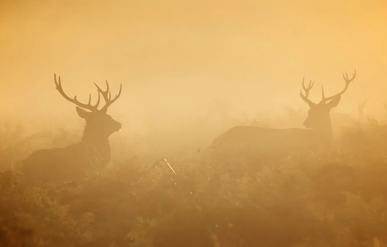 Фото обои природа, туман, утро, олени
