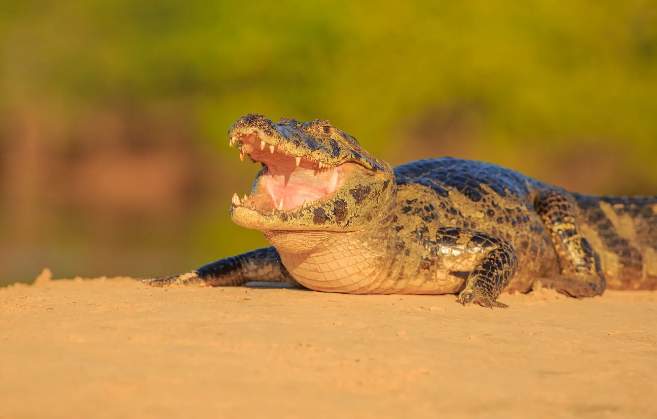 Фото обои берег, крокодил, пасть