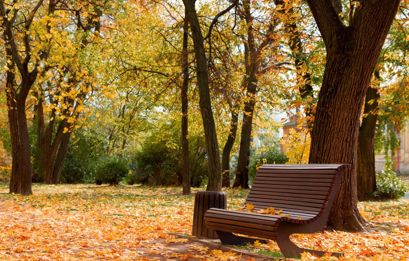 Фото обои красота, осень в парке, Черкассы