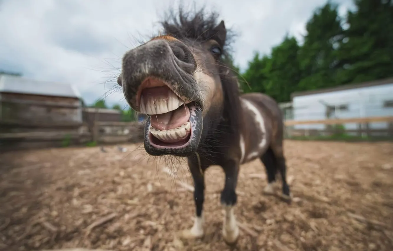 Фото обои animal, horse, Shetland